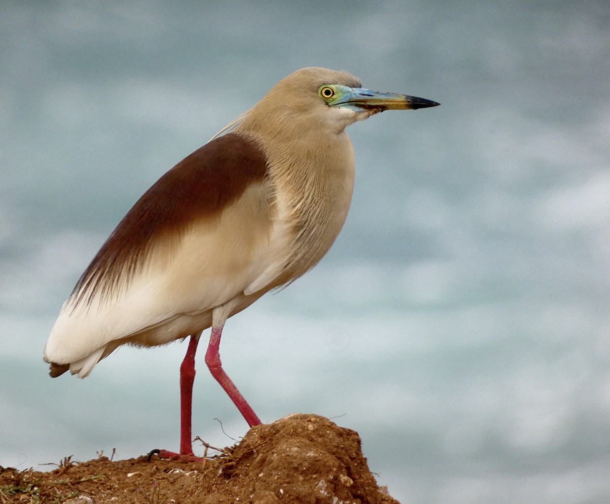 Indian Pond-Heron - Nathanael Poffley