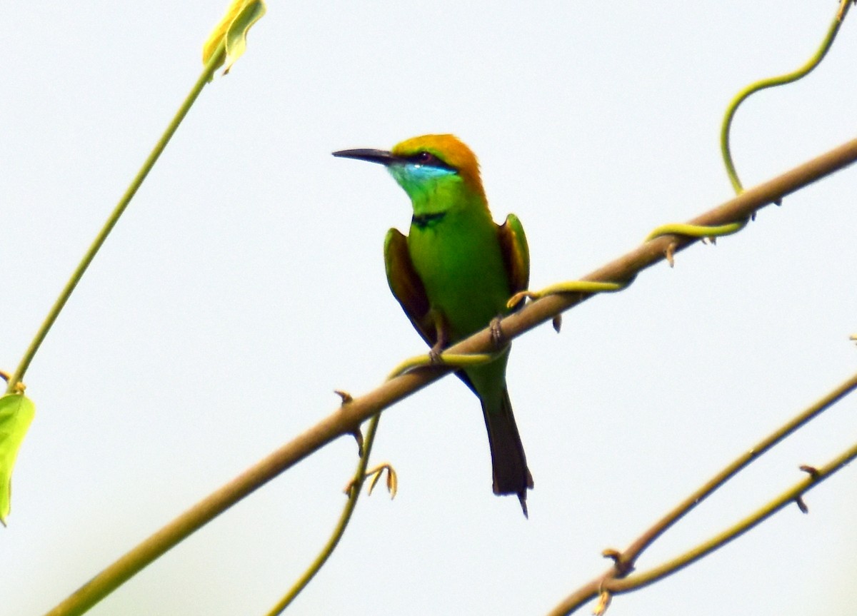 Asian Green Bee-eater - ML557934071
