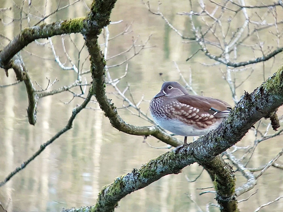 Mandarin Duck - ML557934241