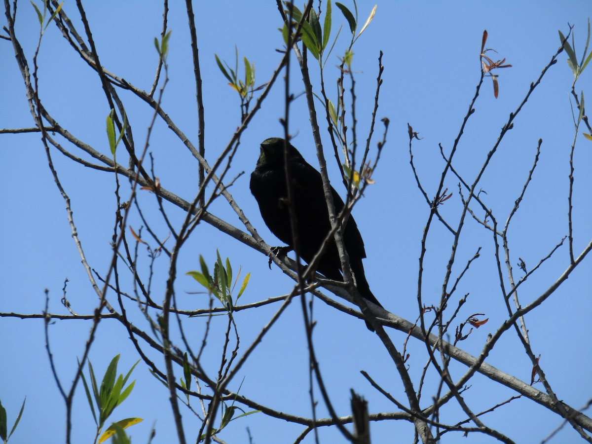 blackbird sp. - ML55793561