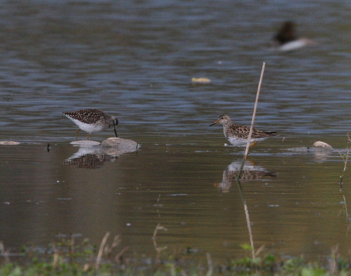 Bécasseau à poitrine cendrée - ML557938591