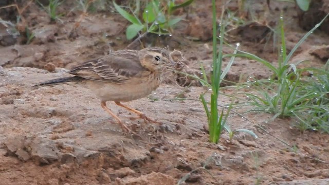 Paddyfield Pipit - ML557938701