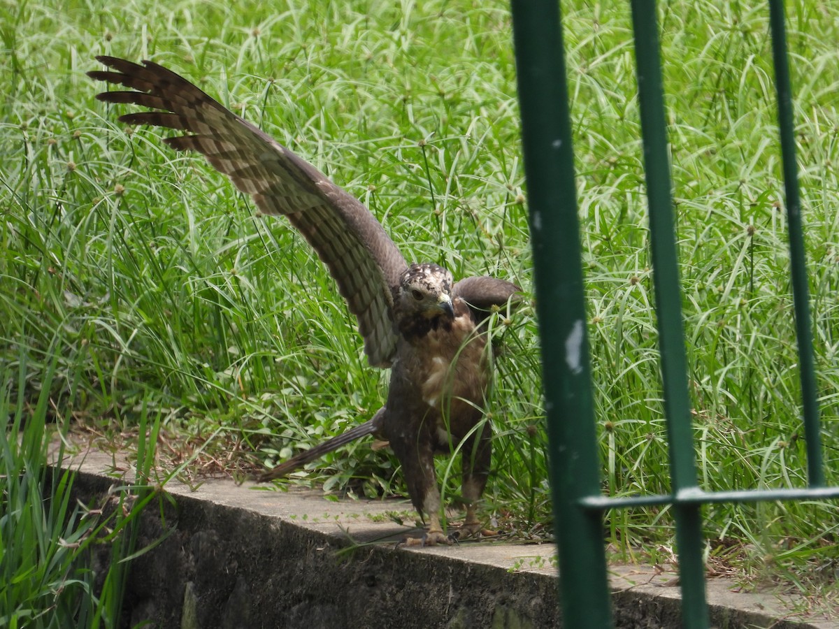 Oriental Honey-buzzard - ML557939301