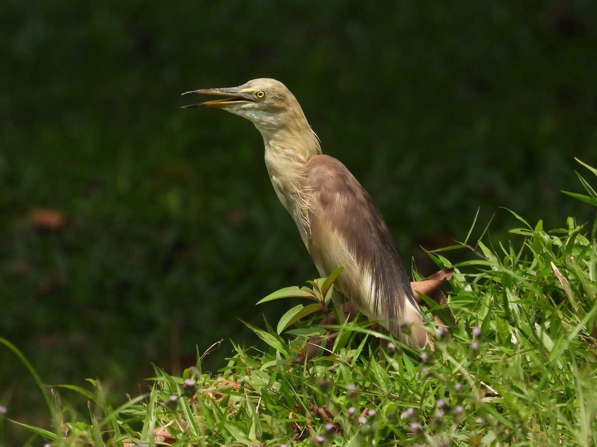 Indian Pond-Heron - ML557939601