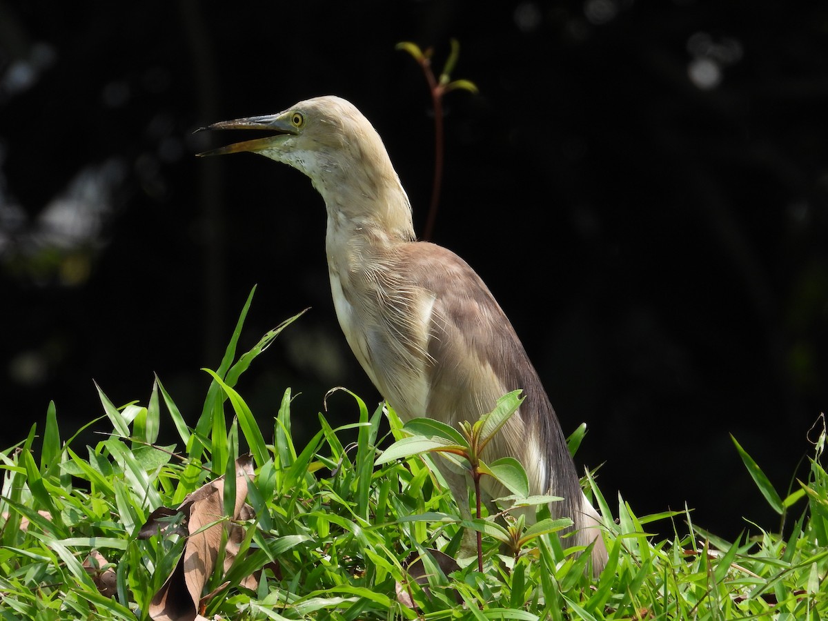 Indian Pond-Heron - ML557939681