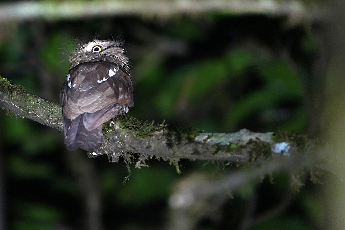 Bornean Frogmouth - ML557939841