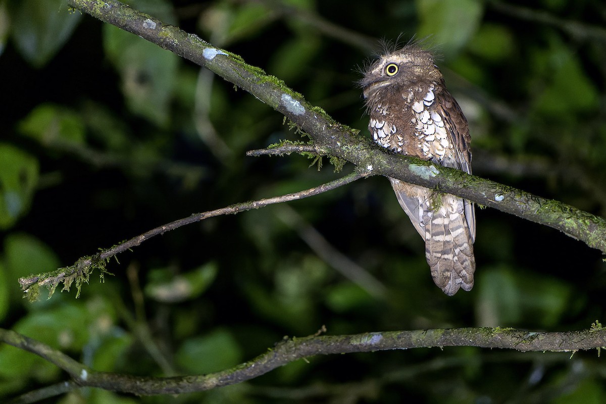 Bornean Frogmouth - ML557939851