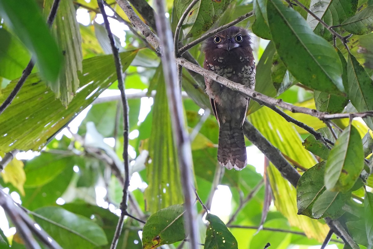 Bornean Frogmouth - ML557939861