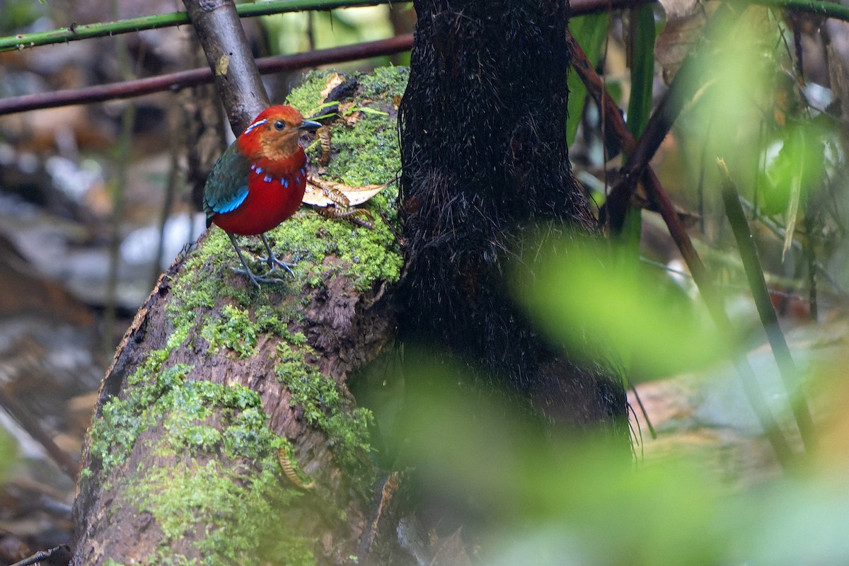 Blue-banded Pitta - ML557940181