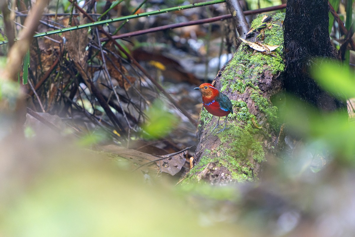 Blue-banded Pitta - ML557940191