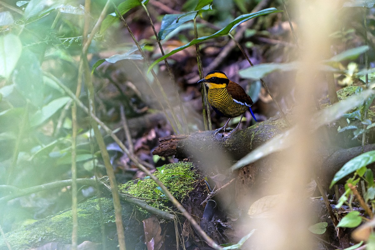 Bornean Banded-Pitta - ML557940331