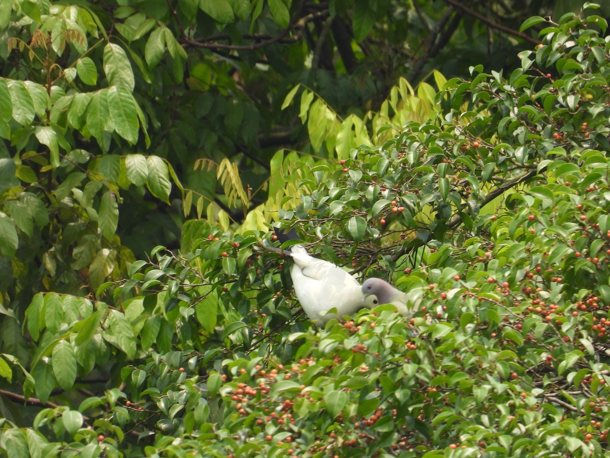 Pied Imperial-Pigeon - ML557940721