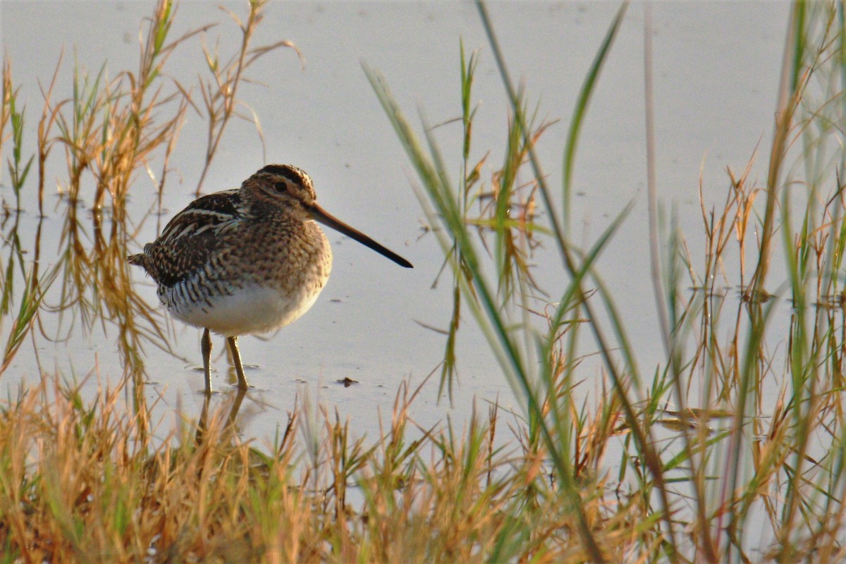 Common Snipe - ML557940861