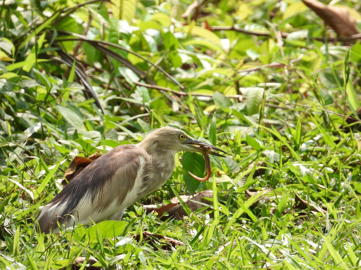 Indian Pond-Heron - ML557940911