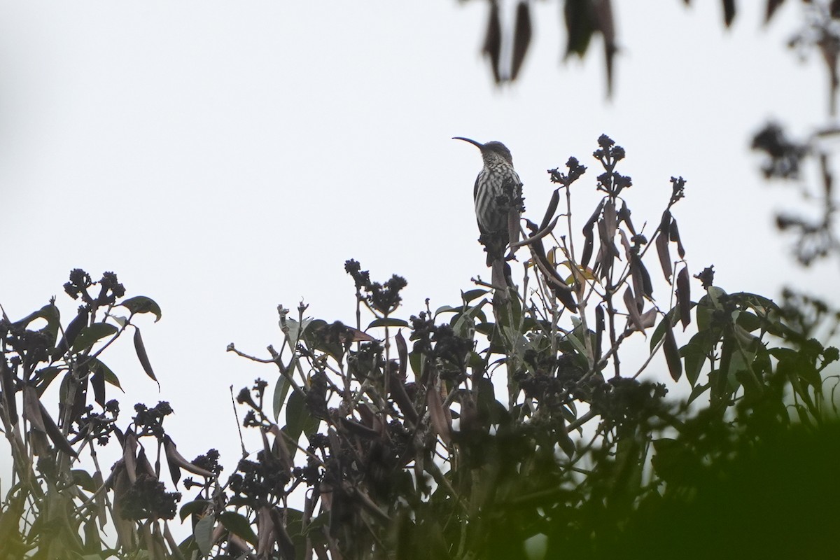 Whitehead's Spiderhunter - Daniel López-Velasco | Ornis Birding Expeditions