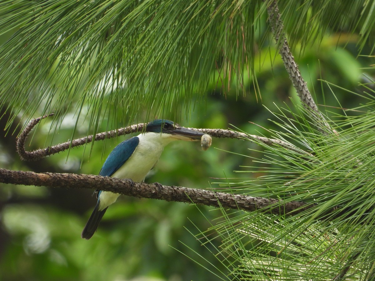 Collared Kingfisher - ML557941251