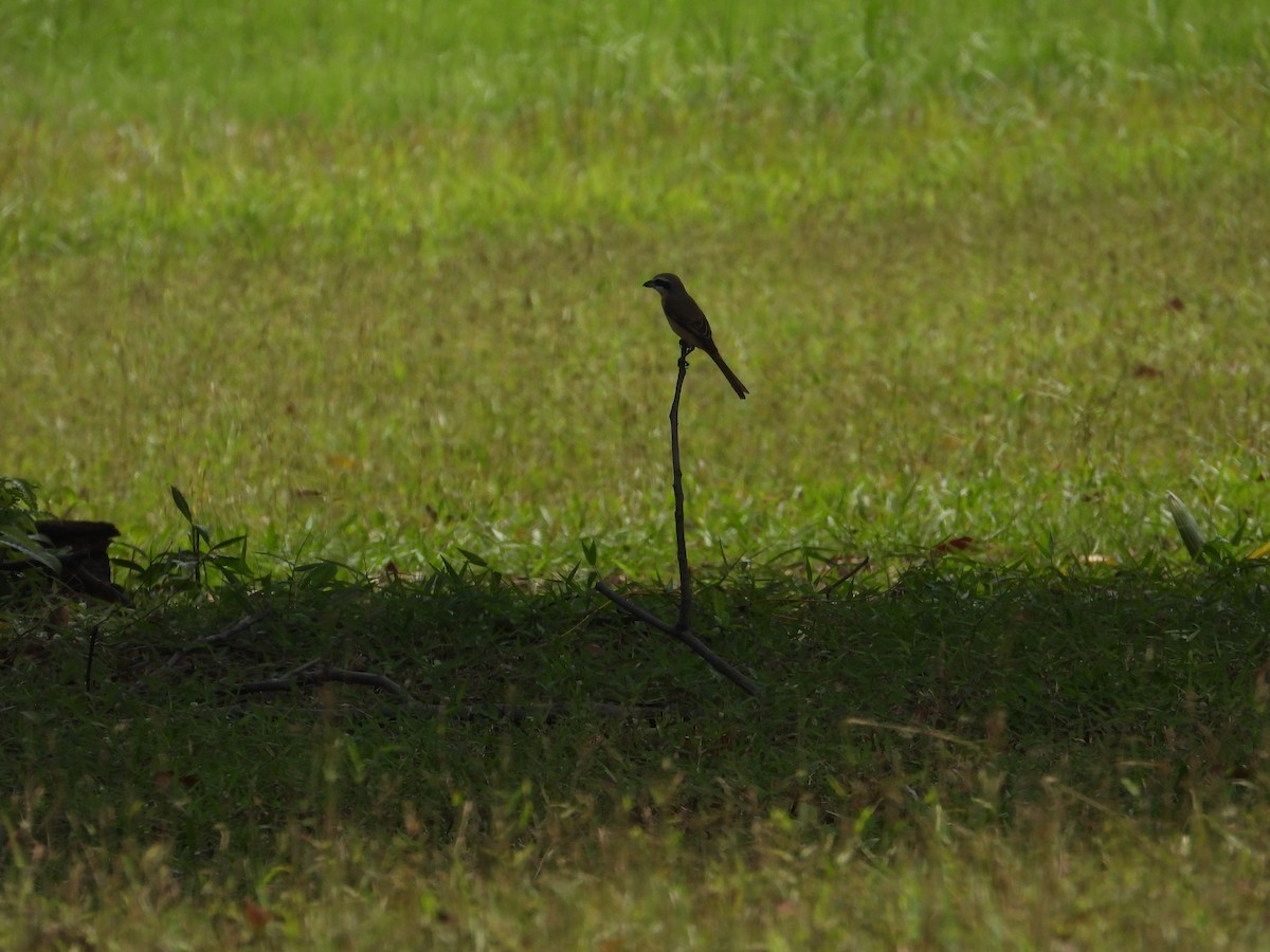 Brown Shrike - ML557941381