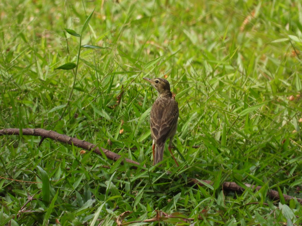 Paddyfield Pipit - Nick 6978