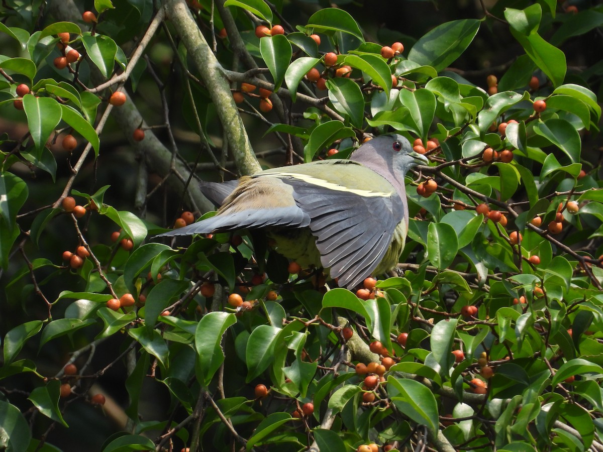 Pink-necked Green-Pigeon - ML557941661