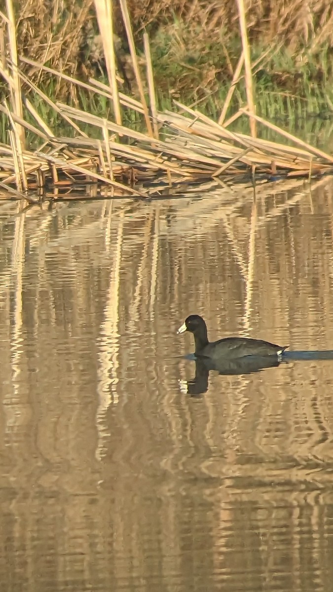 American Coot - ML557941811