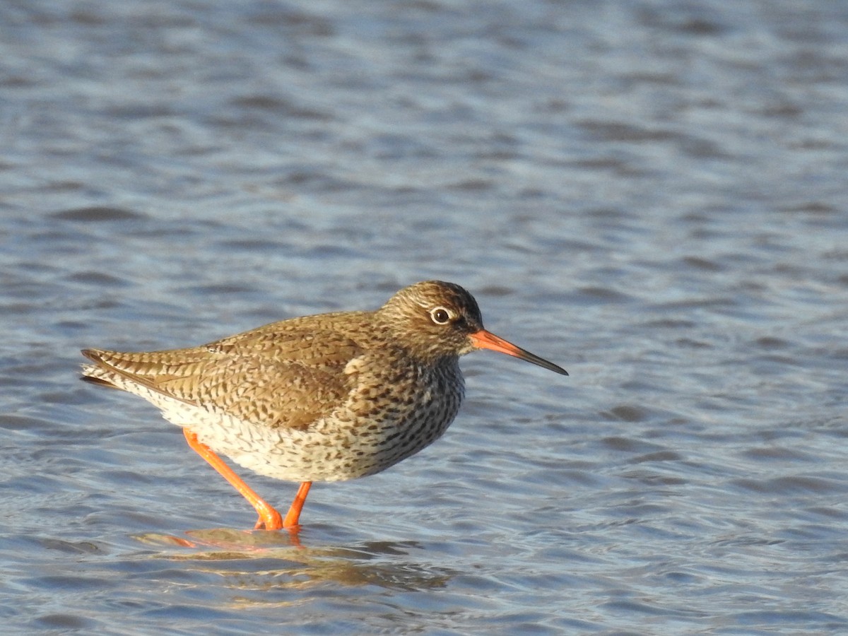 Common Redshank - ML557943401