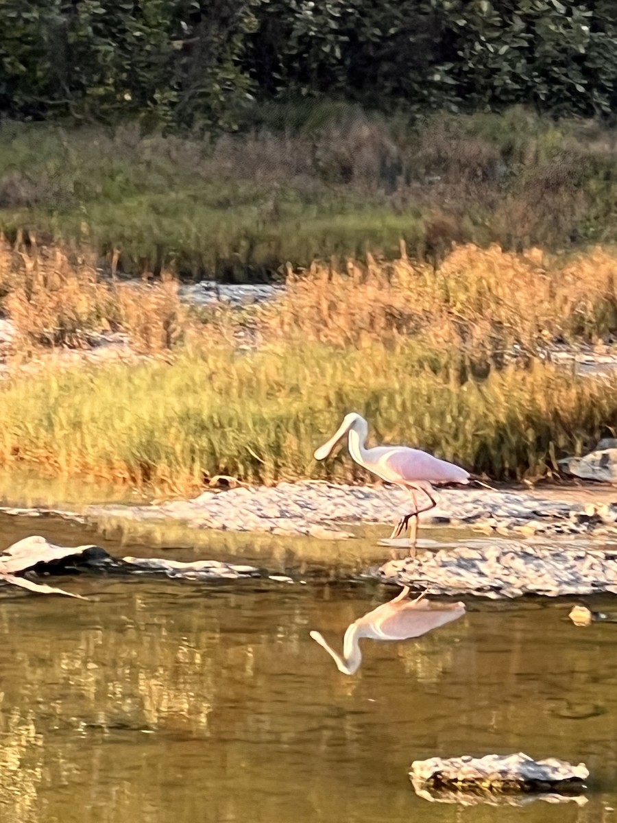 Roseate Spoonbill - ML557943771