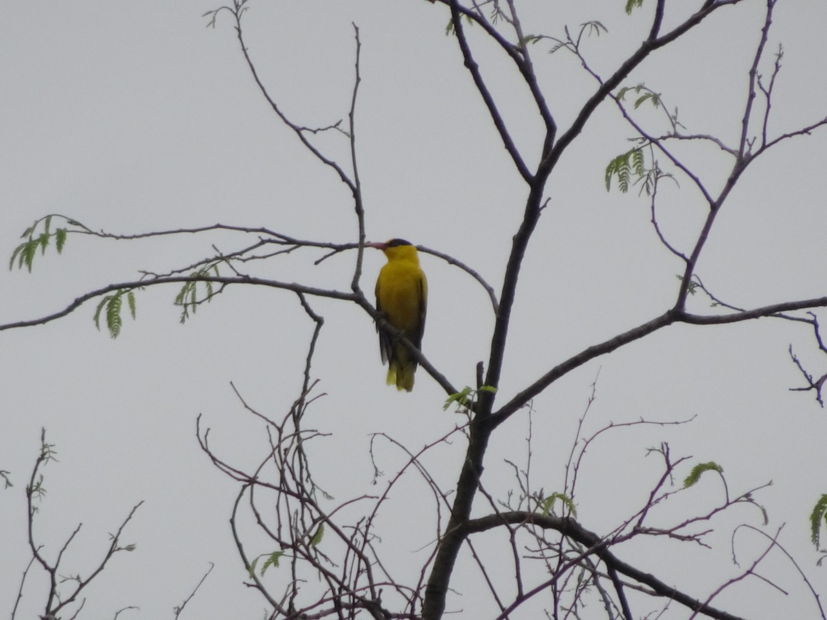 Black-naped Oriole (East Asian) - ML557944011