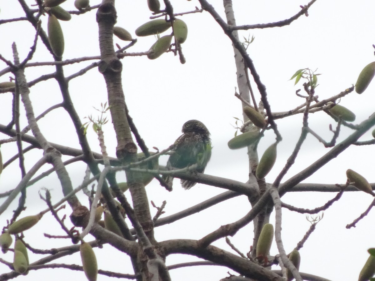 Asian Barred Owlet - ML557944091