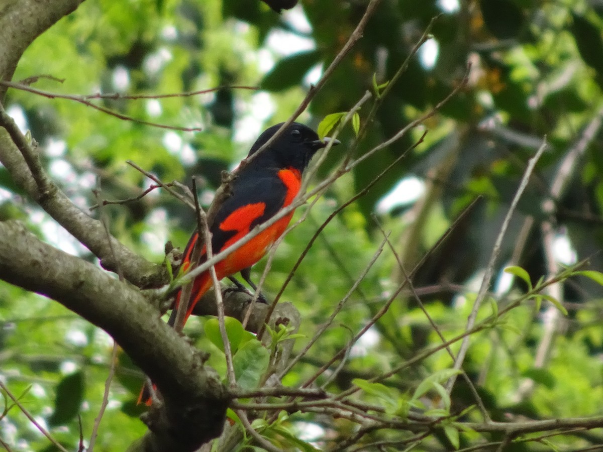 Scarlet Minivet - Merganser Man