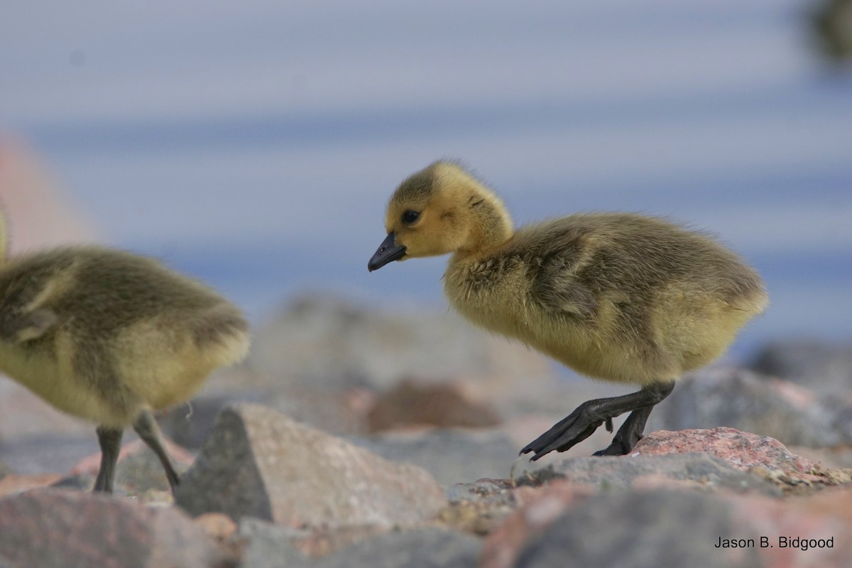 Canada Goose - Jason B Bidgood