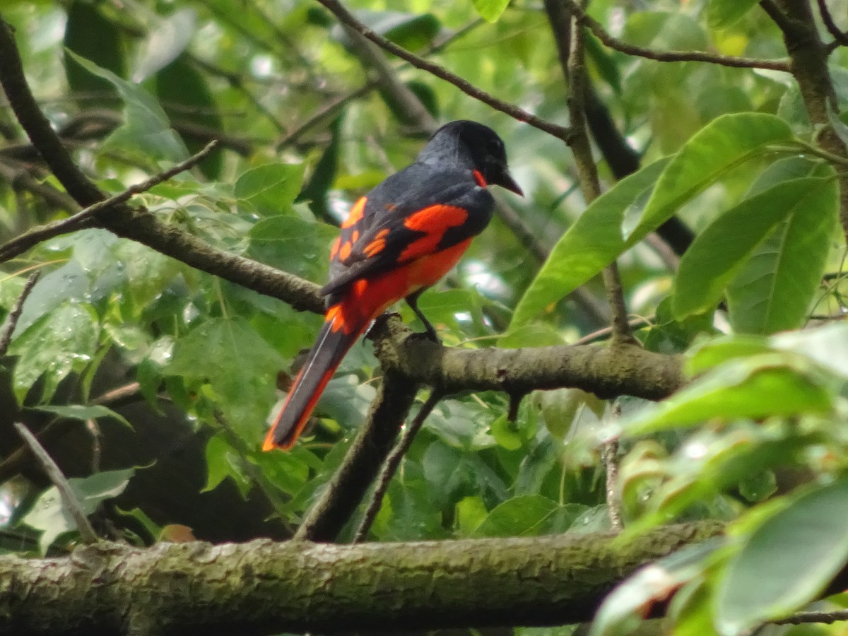 Scarlet Minivet - ML557944861