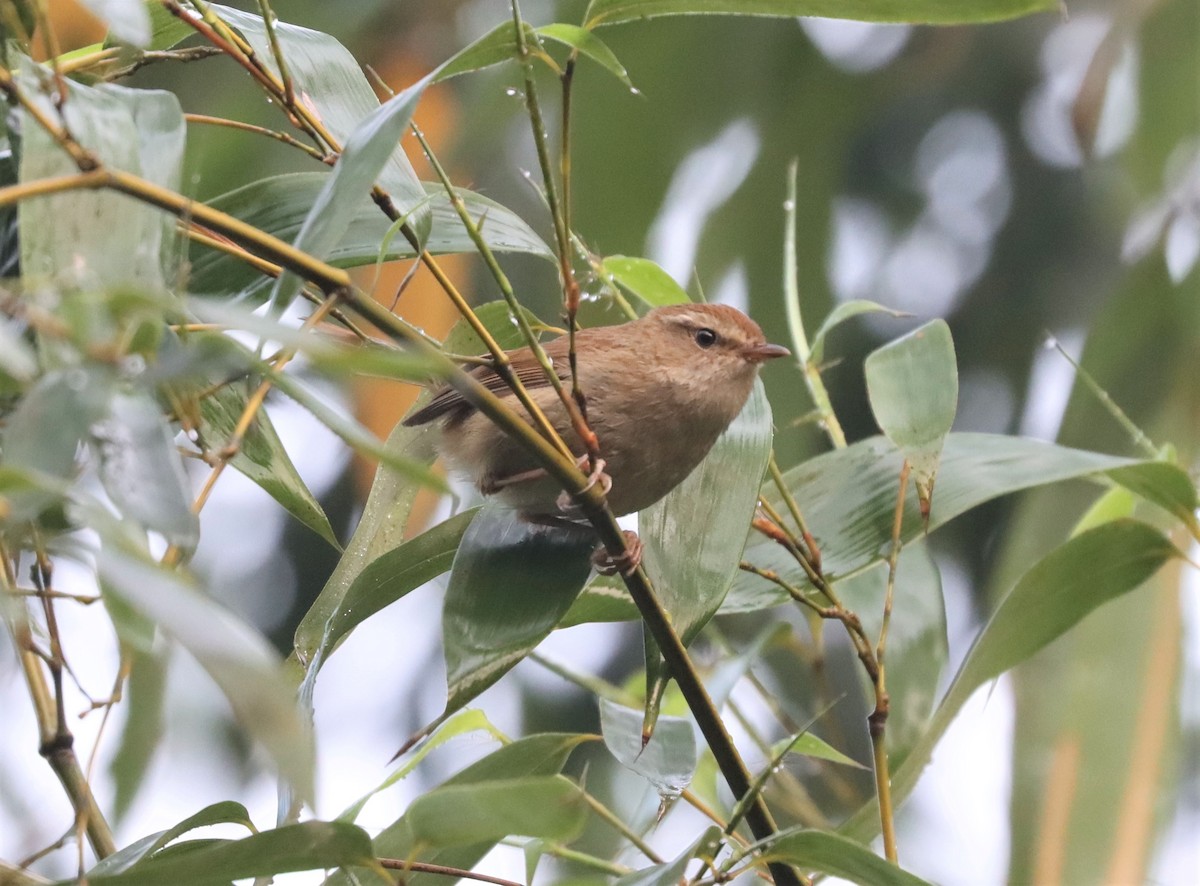 Brownish-flanked Bush Warbler - ML557945481