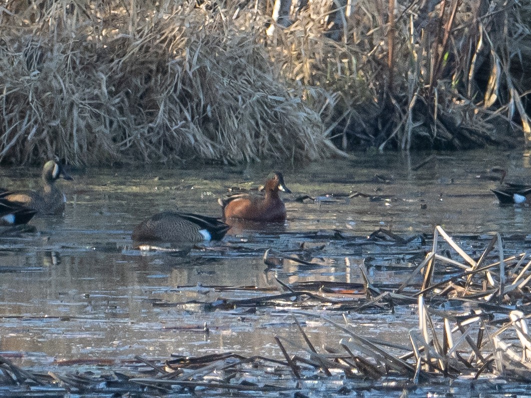 Blue-winged x Cinnamon Teal (hybrid) - ML557946211