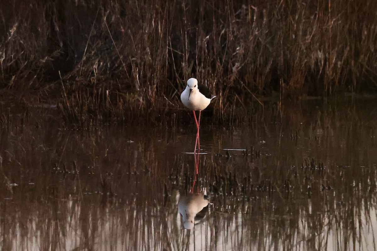 Black-winged Stilt - ML557946371