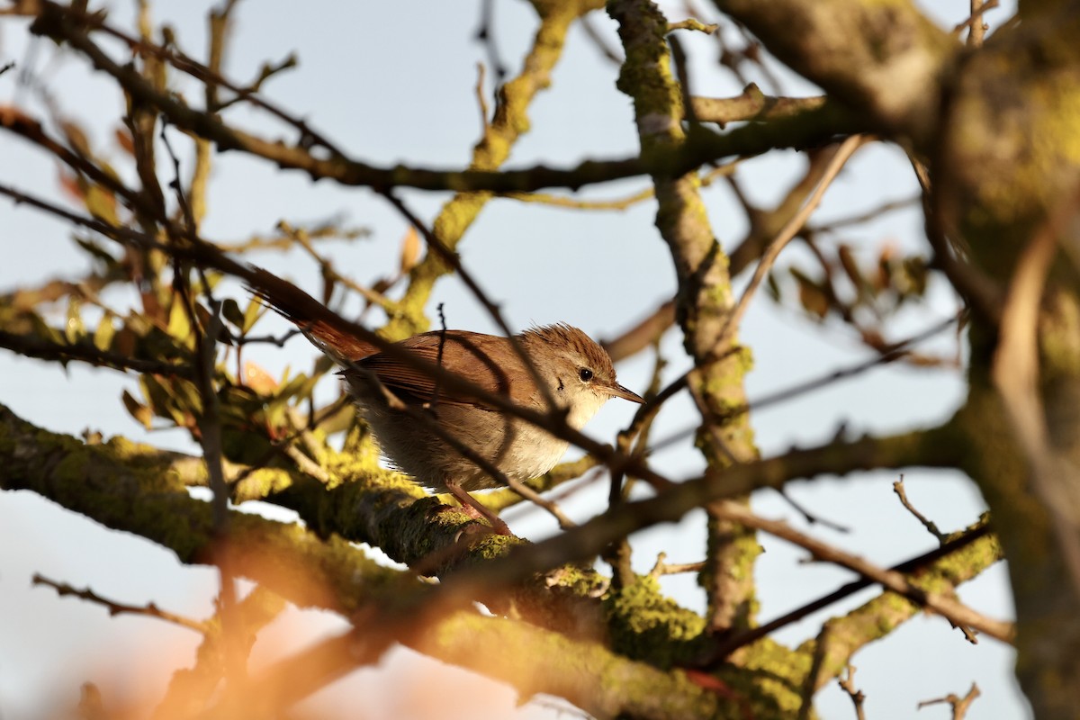 Cetti's Warbler - ML557946531