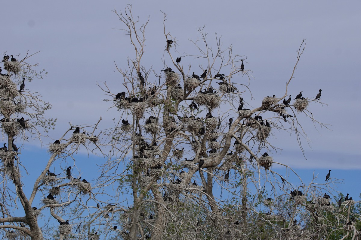 Cormoran à aigrettes - ML55794711