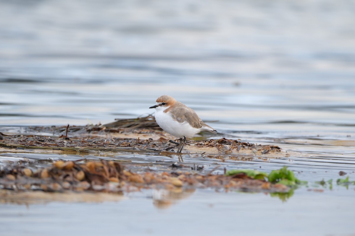 Red-capped Plover - ML557947581