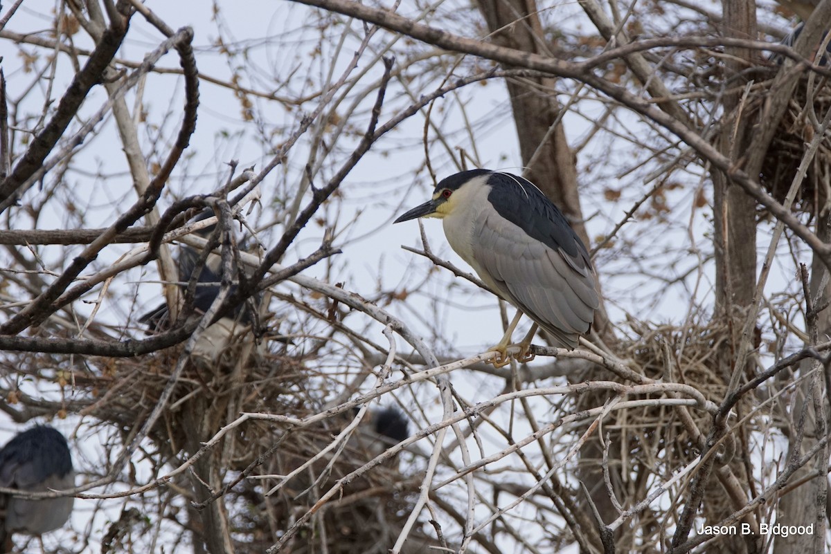 Black-crowned Night Heron - Jason B Bidgood