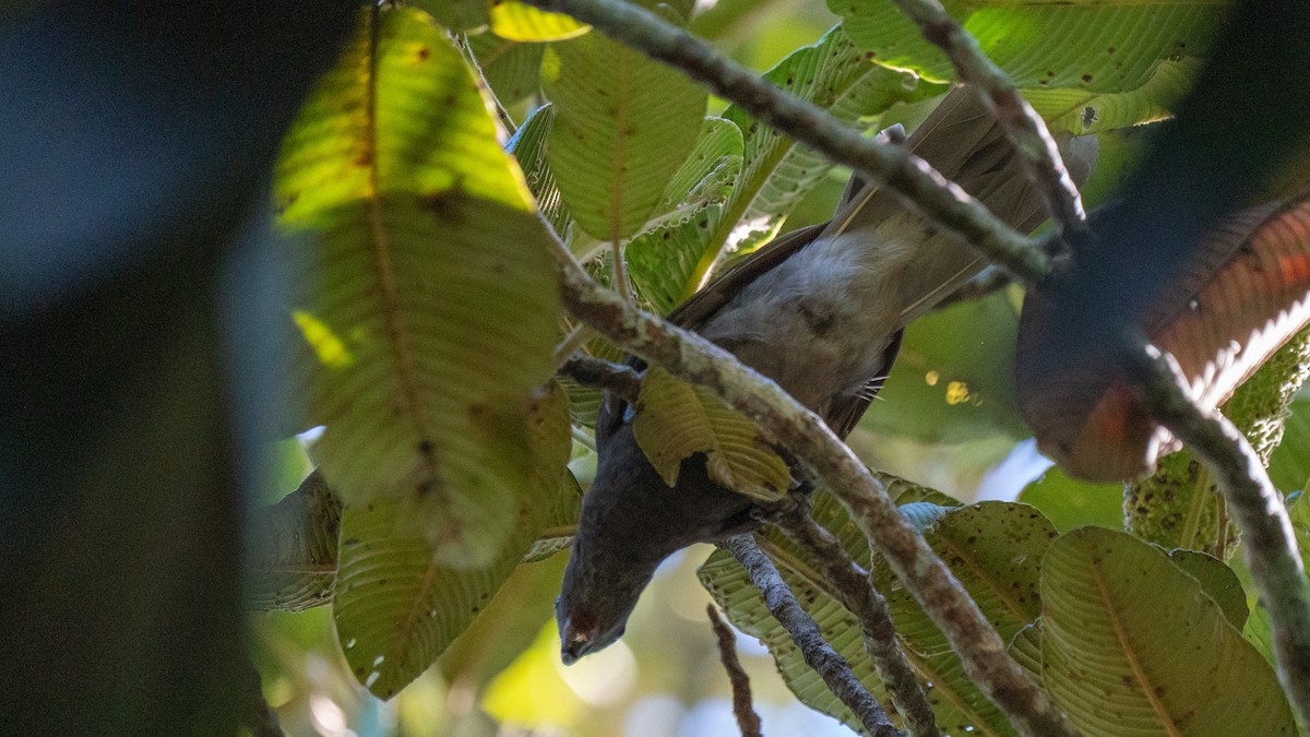 Seychelles Parrot - Javier Cotin