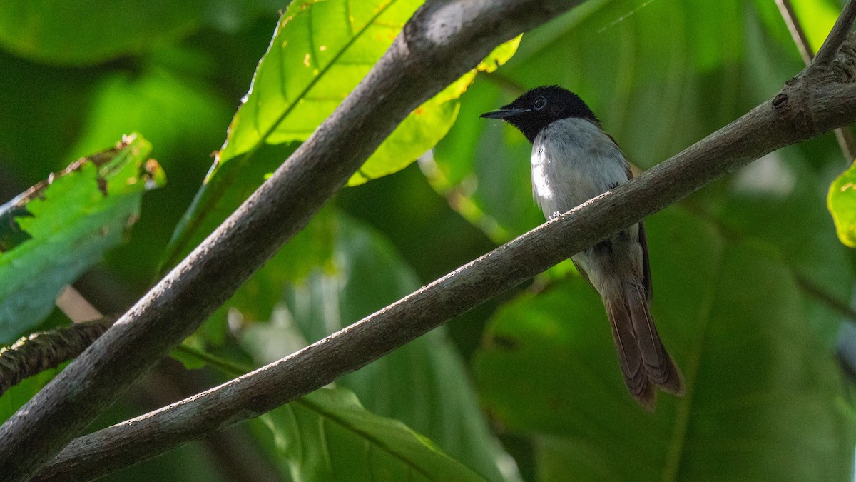 Seychelles Paradise-Flycatcher - ML557949091