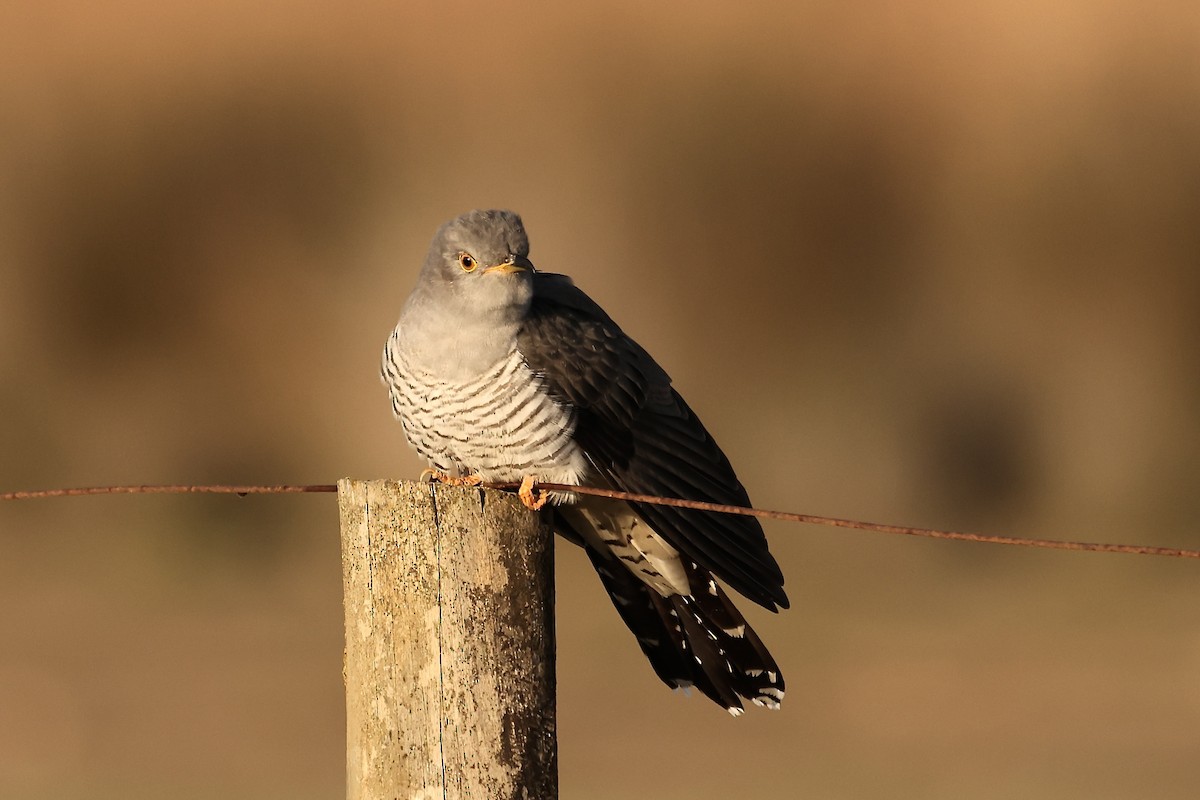 Common Cuckoo - ML557950011