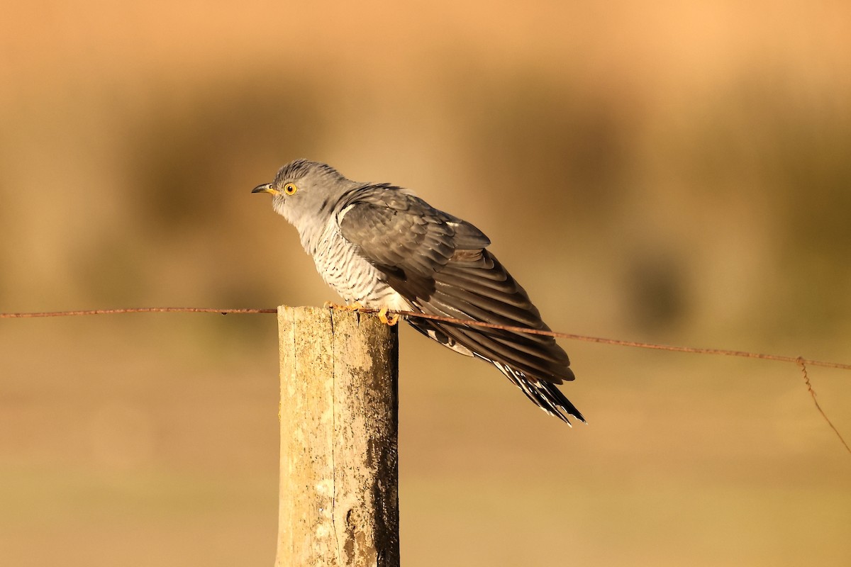 Common Cuckoo - ML557950021