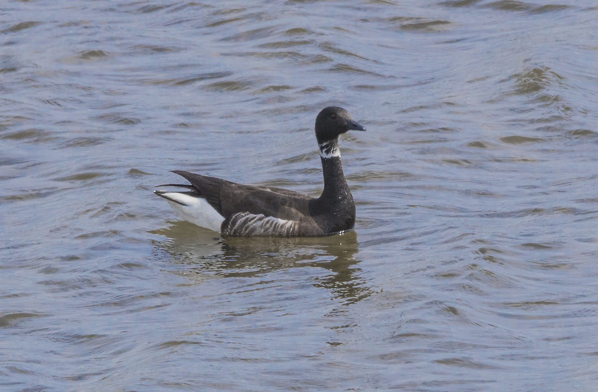 Brant - ML55795111