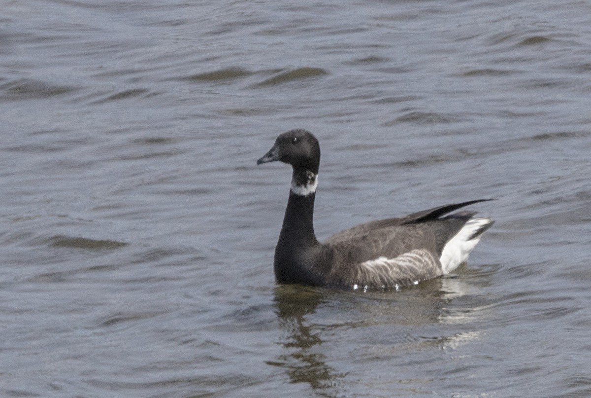 Brant - ML55795151