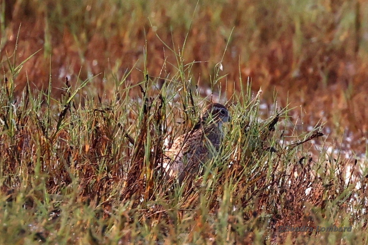 Sharp-tailed Sandpiper - ML557952341