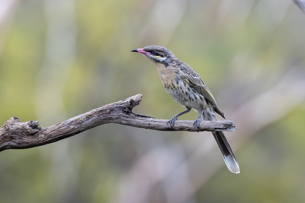 Spiny-cheeked Honeyeater - ML557953241