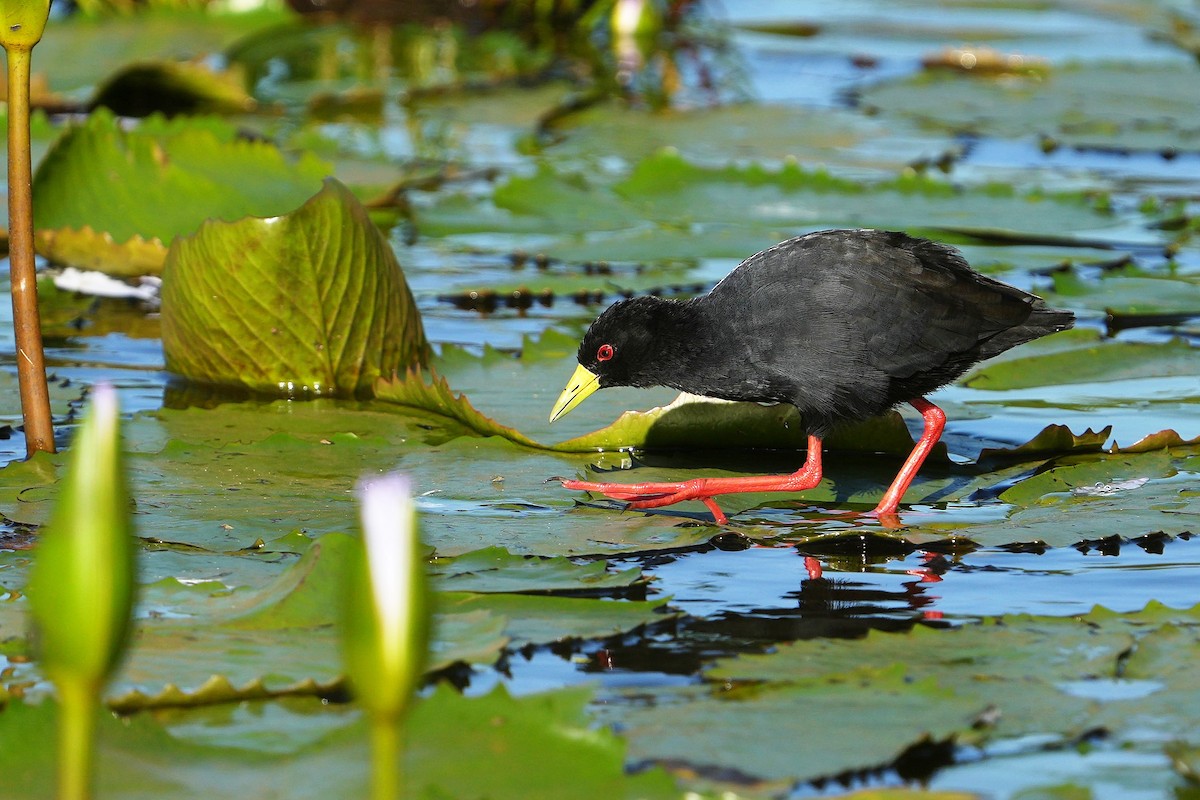 Black Crake - ML557953451