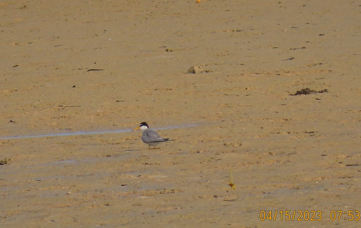 Little Tern - ML557953781