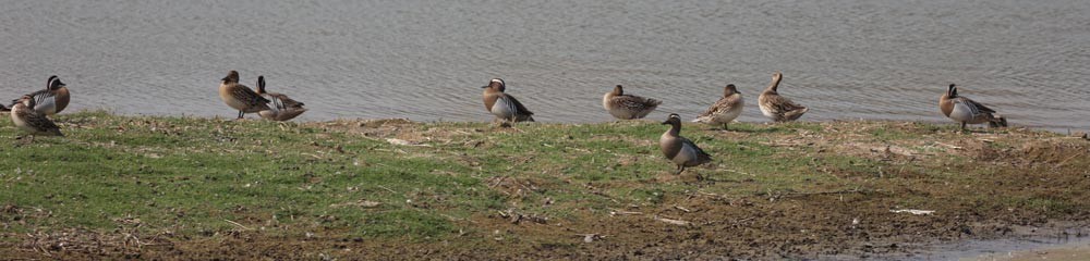 Garganey - ML557953961