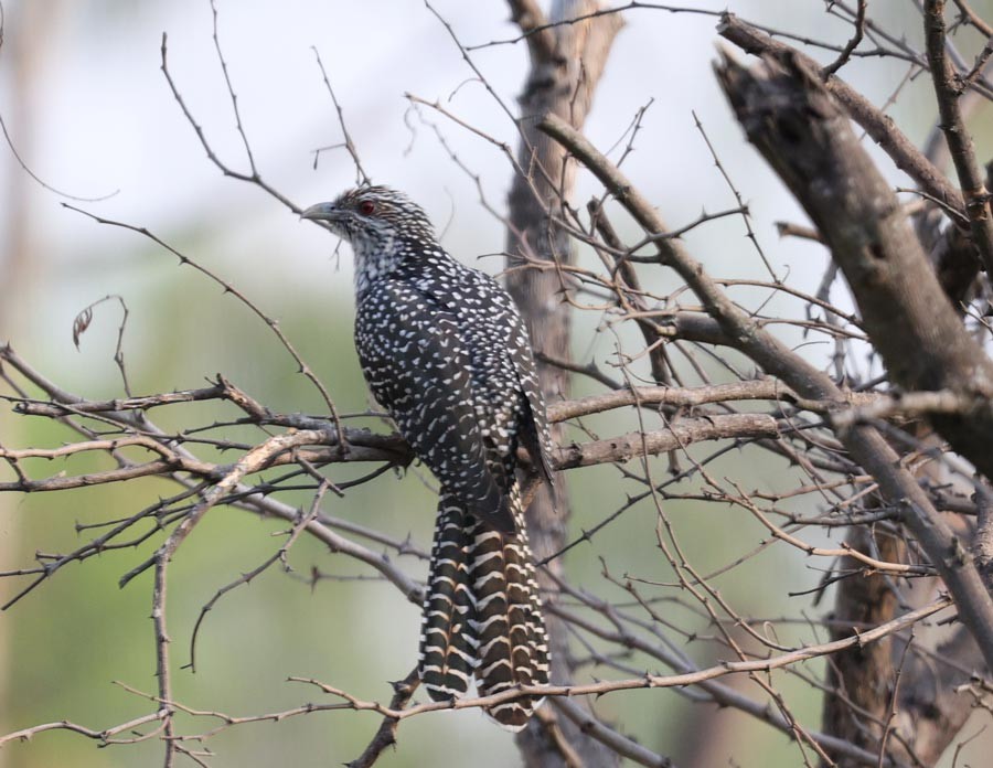 Asian Koel - ML557954091